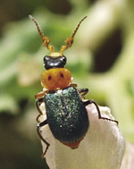 Photograph of soft-winged flower beetle.